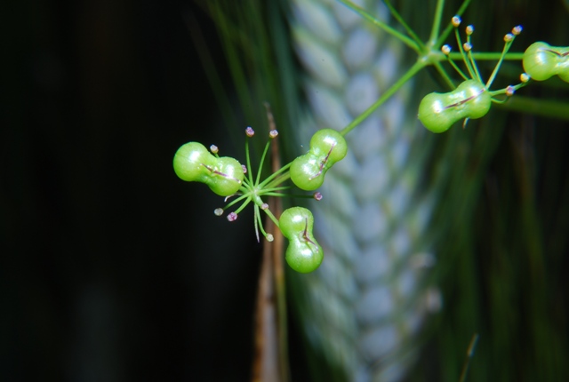 Bifora radians / Bifora raggiata